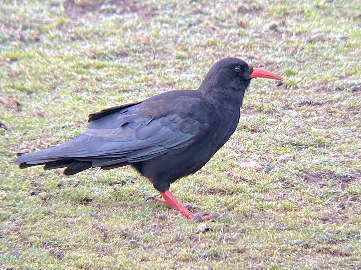 spitfirebirder1's tweet photo. 1 of 2 chough  showing very well at Lamds Emd https://t.co/JYjJpeYRh4