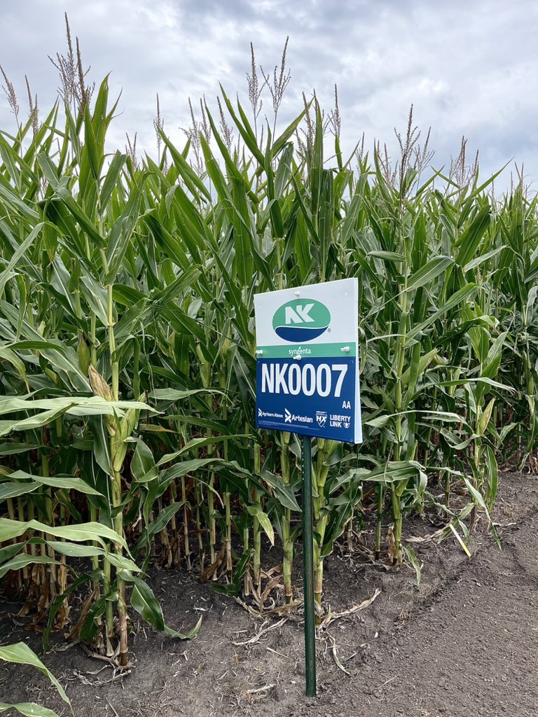 NKSD_SouthernMN's tweet photo. NK0007 is continuing to look great across the countryside and is a must have option to consider on every farming operation ๐ฝ
#YieldLeader #FieldForged #SuccessMatters
@NKSeeds https://t.co/tiVuwgc6xe