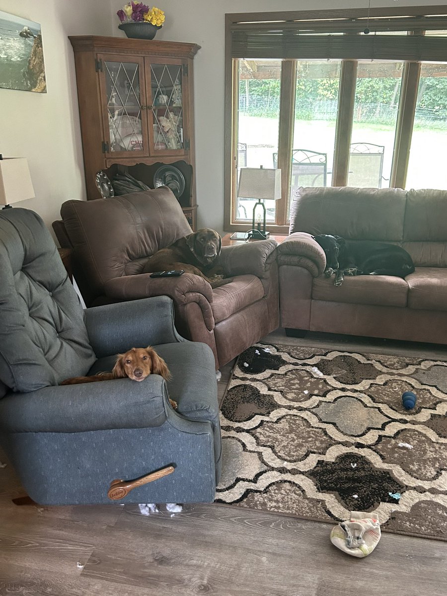 benhanika's tweet photo. @jaworskijp @Runza Live look at my three goof balls! https://t.co/5yc3iHwD9J