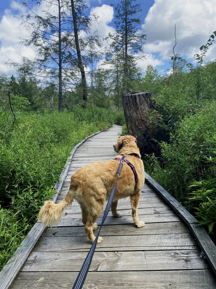 VisitPocahontas's tweet photo. Whether they're exploring scenic trails or camping by the river, our furry friends know how to enjoy Nature's Mountain Playground! Tag us in your best dog-friendly adventures. #NationalDogDay #VisitNMP #PocahontasCountyWV https://t.co/MfKzsVL194