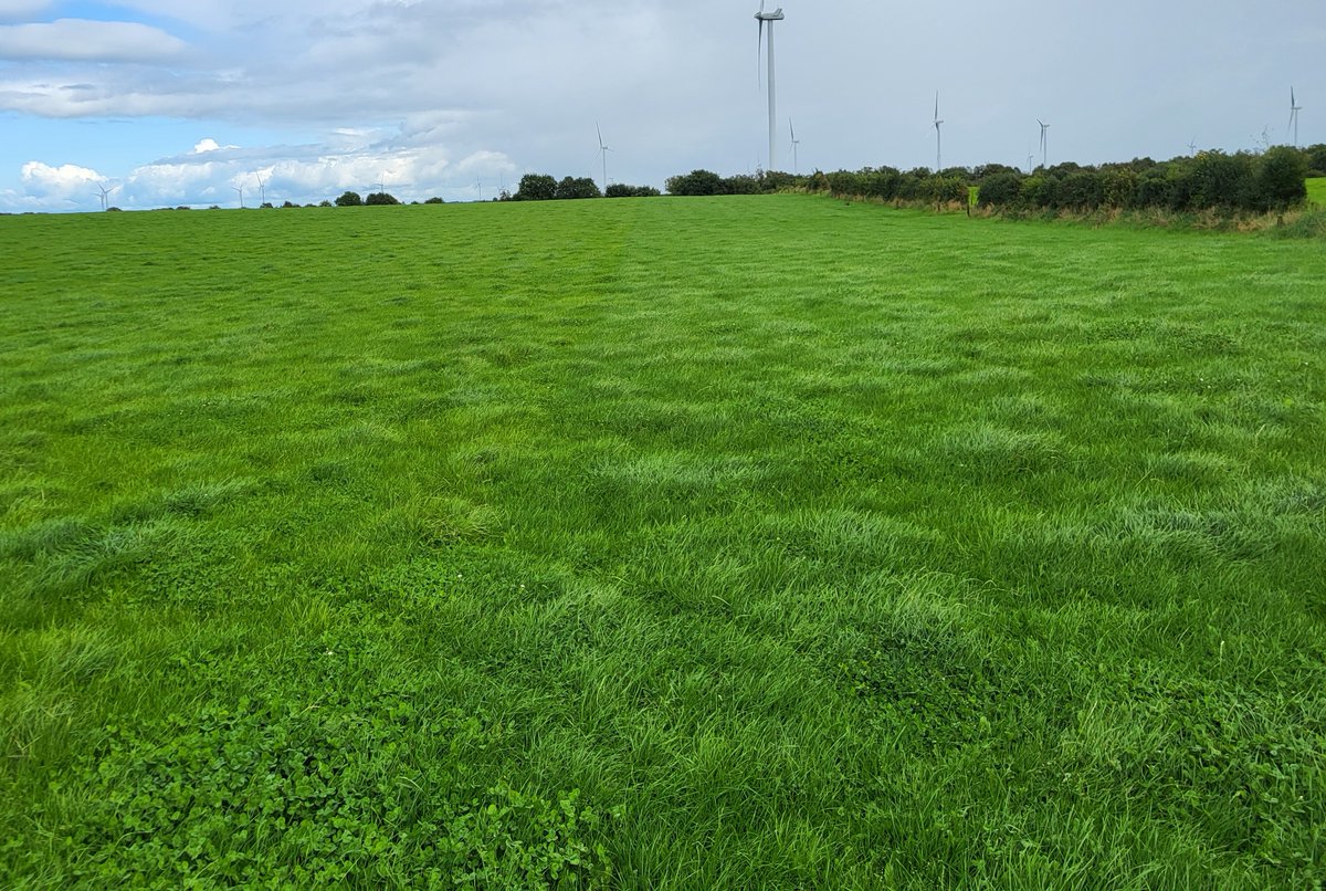 NextFertTipp's tweet photo. The headlands of this field had N25+S applied @170kg/ha 10 days ago, the difference is clearly visible in a 20m strip alongside the hedges in both pictures.

@SoilServicesInt @ByrneAgri https://t.co/rNTICQJCWB