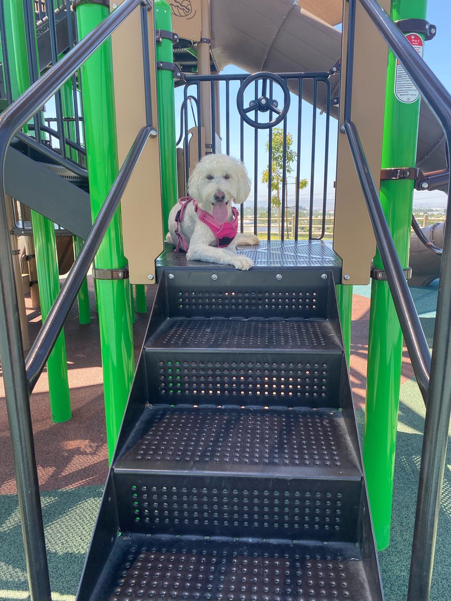 Our fav thing to do together - chasing each other on the playground 🛝🐶