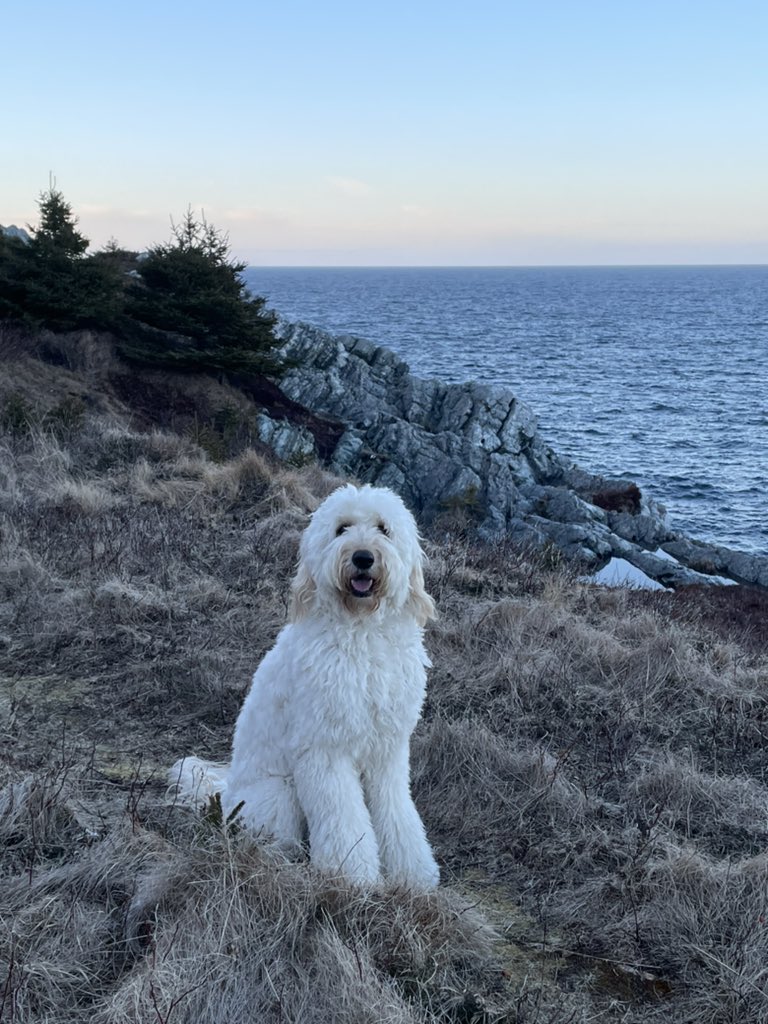 Happy International Dog Day to Every Dog 🐶 out there that completes their family - JAM JAM we our truly blessed