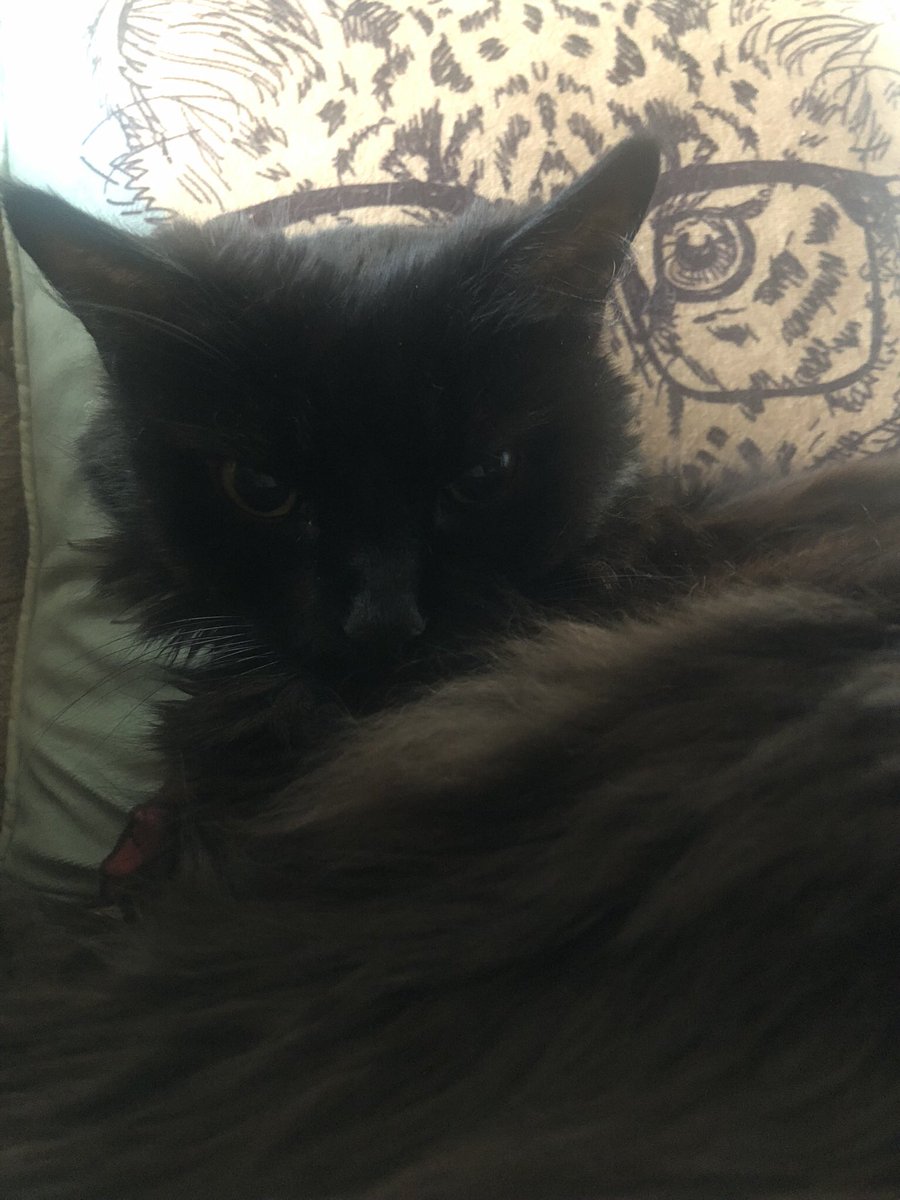 Happy #caturday to all who celebrate