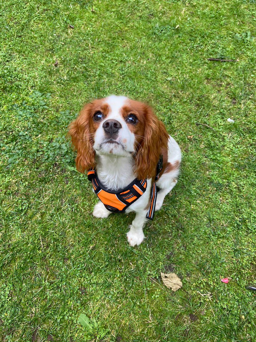 ukinestonia's tweet photo. Today is International Dog Day!🐶
Our Embassy #diplodogs are sending their furry 🐾 greetings!
Täna on rahvusvaheline koerte päev!🐶
Meie saatkonna #diplokoerad saadavad oma karvased 🐾 tervitused! https://t.co/jA2NjWV8sC
