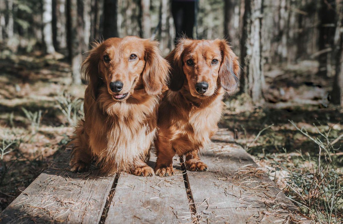 ukinestonia's tweet photo. Today is International Dog Day!🐶
Our Embassy #diplodogs are sending their furry 🐾 greetings!
Täna on rahvusvaheline koerte päev!🐶
Meie saatkonna #diplokoerad saadavad oma karvased 🐾 tervitused! https://t.co/jA2NjWV8sC