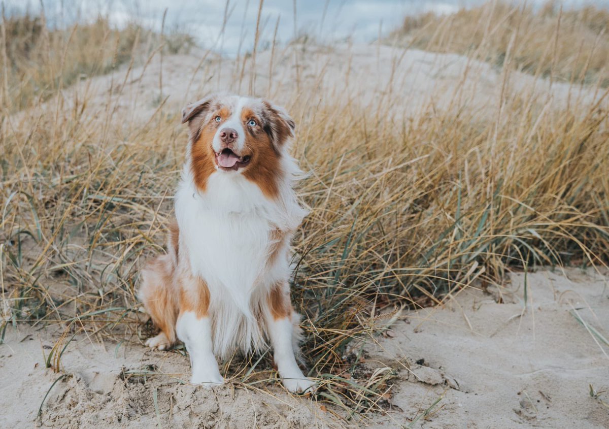 ukinestonia's tweet photo. Today is International Dog Day!🐶
Our Embassy #diplodogs are sending their furry 🐾 greetings!
Täna on rahvusvaheline koerte päev!🐶
Meie saatkonna #diplokoerad saadavad oma karvased 🐾 tervitused! https://t.co/jA2NjWV8sC