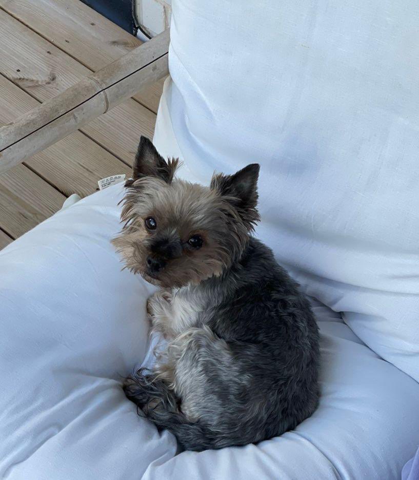 ukinestonia's tweet photo. Today is International Dog Day!🐶
Our Embassy #diplodogs are sending their furry 🐾 greetings!
Täna on rahvusvaheline koerte päev!🐶
Meie saatkonna #diplokoerad saadavad oma karvased 🐾 tervitused! https://t.co/jA2NjWV8sC