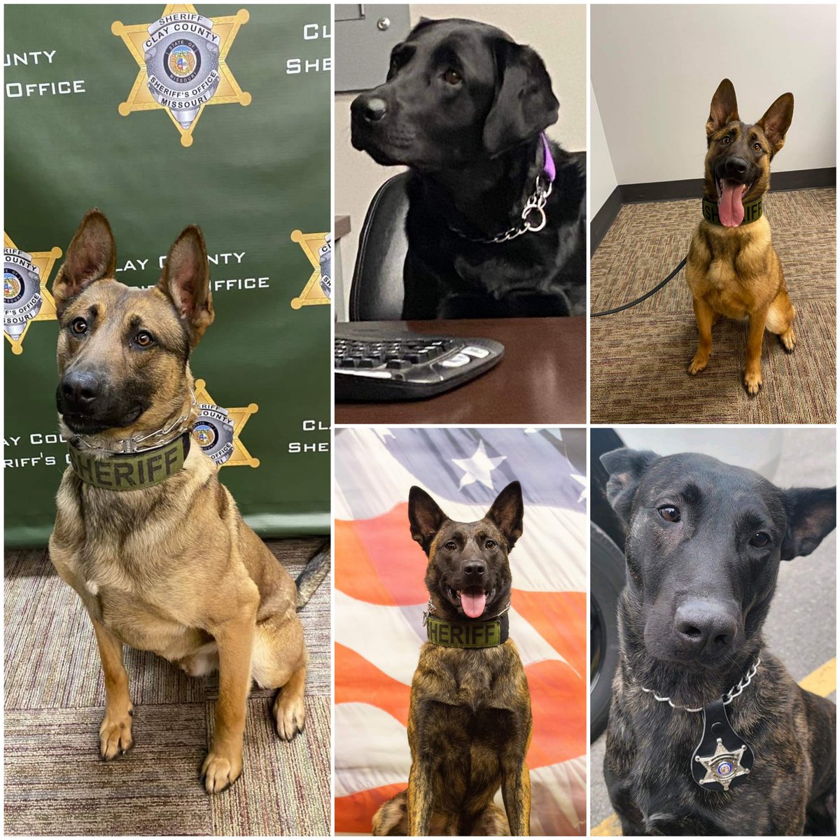 SheriffClayCo's tweet photo. Happy #nationaldogday to all the canines out there from the puppers of the Clay County Sheriff’s Office! https://t.co/3AAQ9veUtA