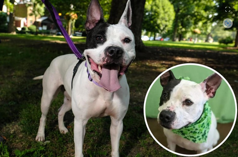 4PawzTransport's tweet photo. Minnie needs a caring foster or adopter. Please repost.
https://t.co/GsGMUCevYz
#4PawzTransport #AdoptDontShop #Puppies #Dogs #Kittens #Cats #Rescue #NoKill #EndBSL #Like #Comment #Follow #FostersSaveLives #BanBackyardBreeding #SpayNeuter https://t.co/mIJY1tTPtc