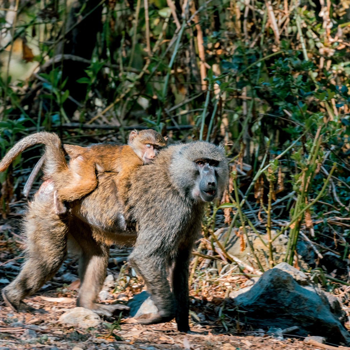 just_foz_'s tweet photo. A photo I took today of a baby sleeping on its mother #monkey #kenya #safari #cool #cute #photography https://t.co/ZRilS6dW1n