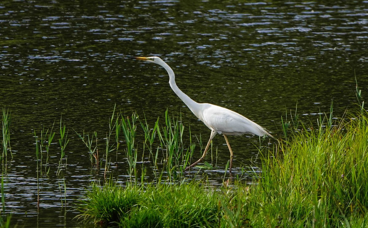 Hawkandowluk's tweet photo. At #SculthorpeMoor, the majestic Great White Egret hunts & plucks dragonflies from the air with remarkable poise - a sight to behold! #scexperience #nature #naturereserve #egret #dragonflies Images: Glyn Bowman https://t.co/DBIKDVAMjV