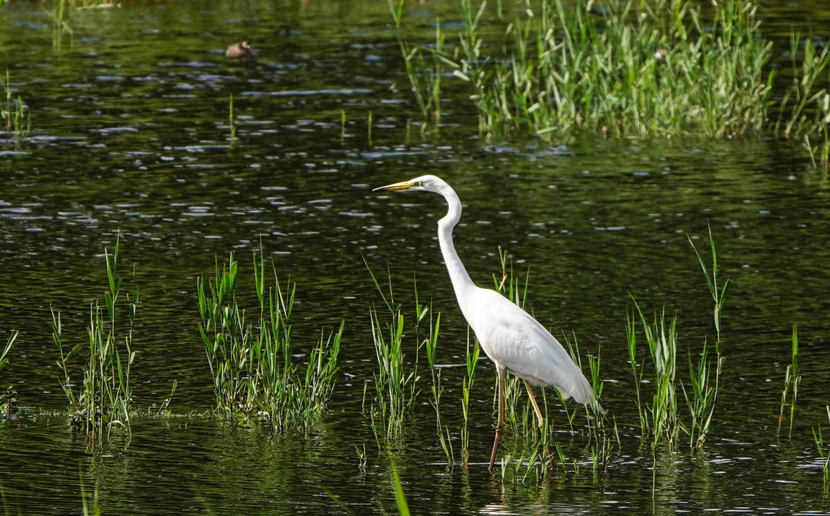 Hawkandowluk's tweet photo. At #SculthorpeMoor, the majestic Great White Egret hunts & plucks dragonflies from the air with remarkable poise - a sight to behold! #scexperience #nature #naturereserve #egret #dragonflies Images: Glyn Bowman https://t.co/DBIKDVAMjV