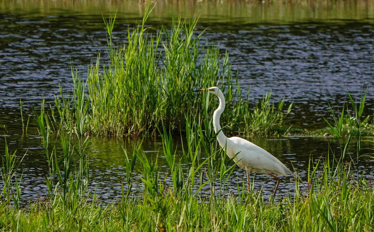 Hawkandowluk's tweet photo. At #SculthorpeMoor, the majestic Great White Egret hunts & plucks dragonflies from the air with remarkable poise - a sight to behold! #scexperience #nature #naturereserve #egret #dragonflies Images: Glyn Bowman https://t.co/DBIKDVAMjV
