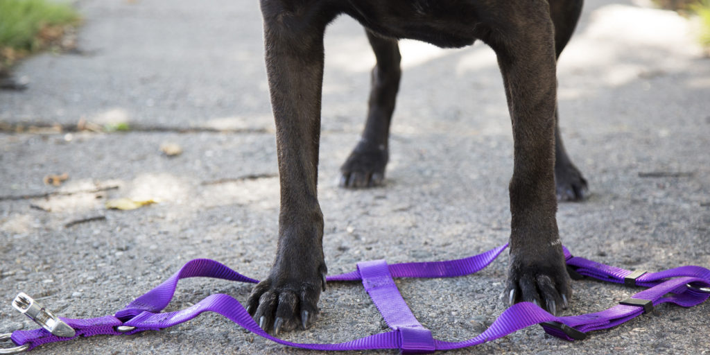 chainlaw's tweet image. Socializing your pet as a pup and always using a leash while outside are just some of the things you can do to prevent dog bites. Most victims are children, the elderly and postal carriers. Learn more about #dogbiteprevention at bit.ly/dogbitesafety.