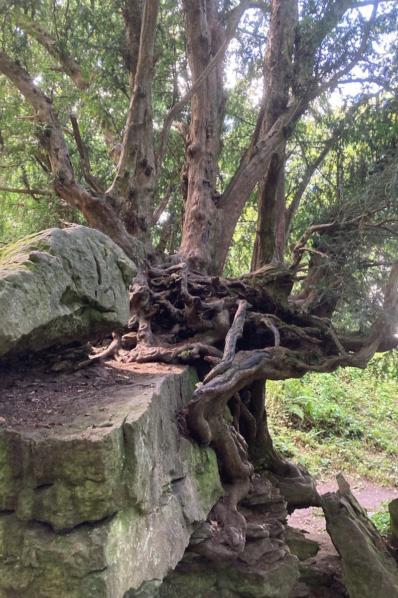 forder_phil's tweet photo. Visited one of my favourite places today where ancient #yew entwines an ancient altar known as the #Devilspulpit  it is believed that on stormy nights old Satan would hurl curses upon #Tintern abbey below. Looking at the remains, he seems to have done a good job https://t.co/0aaAPeYkJL