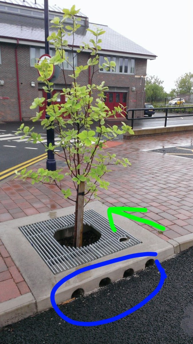 arbopalm's tweet photo. ✅️ Las aperturas en bordillo para entrada de agua de escorrentía🟦
✅️ El árbol jovencito en desarrollo natural (parece un castaño 🤔)🟩
La infraestructura azul y la infraestructura verde que naturalizan la infraestructura gris. https://t.co/udAbCmBWHD
