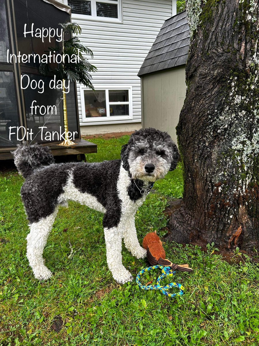 RVWFireDog's tweet photo. Happy #internationaldogday to all the amazing pups out there from me and my @RFDFPrev crew!
Thank you to all the furry friends who help us simply be happier when they’re around 🐾❤️ https://t.co/A8kxbRKLWk
