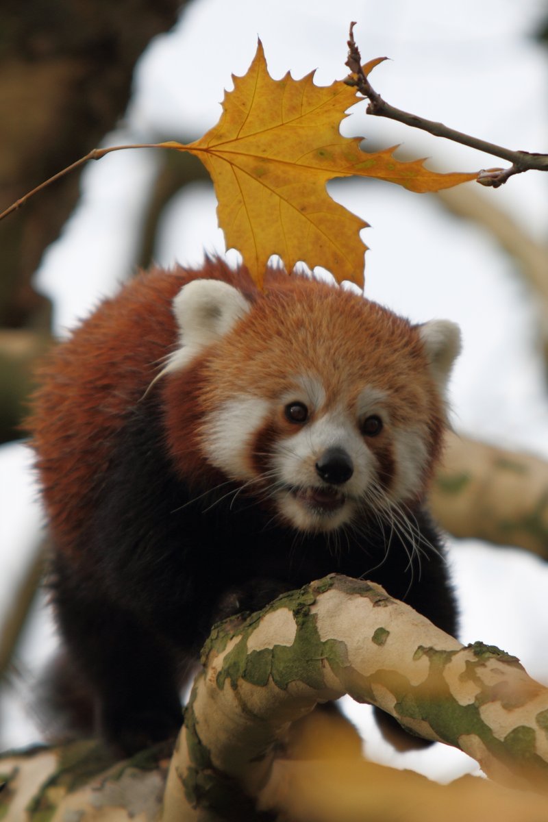 RedPandaEveryHr's tweet photo. https://t.co/xNutwNi880