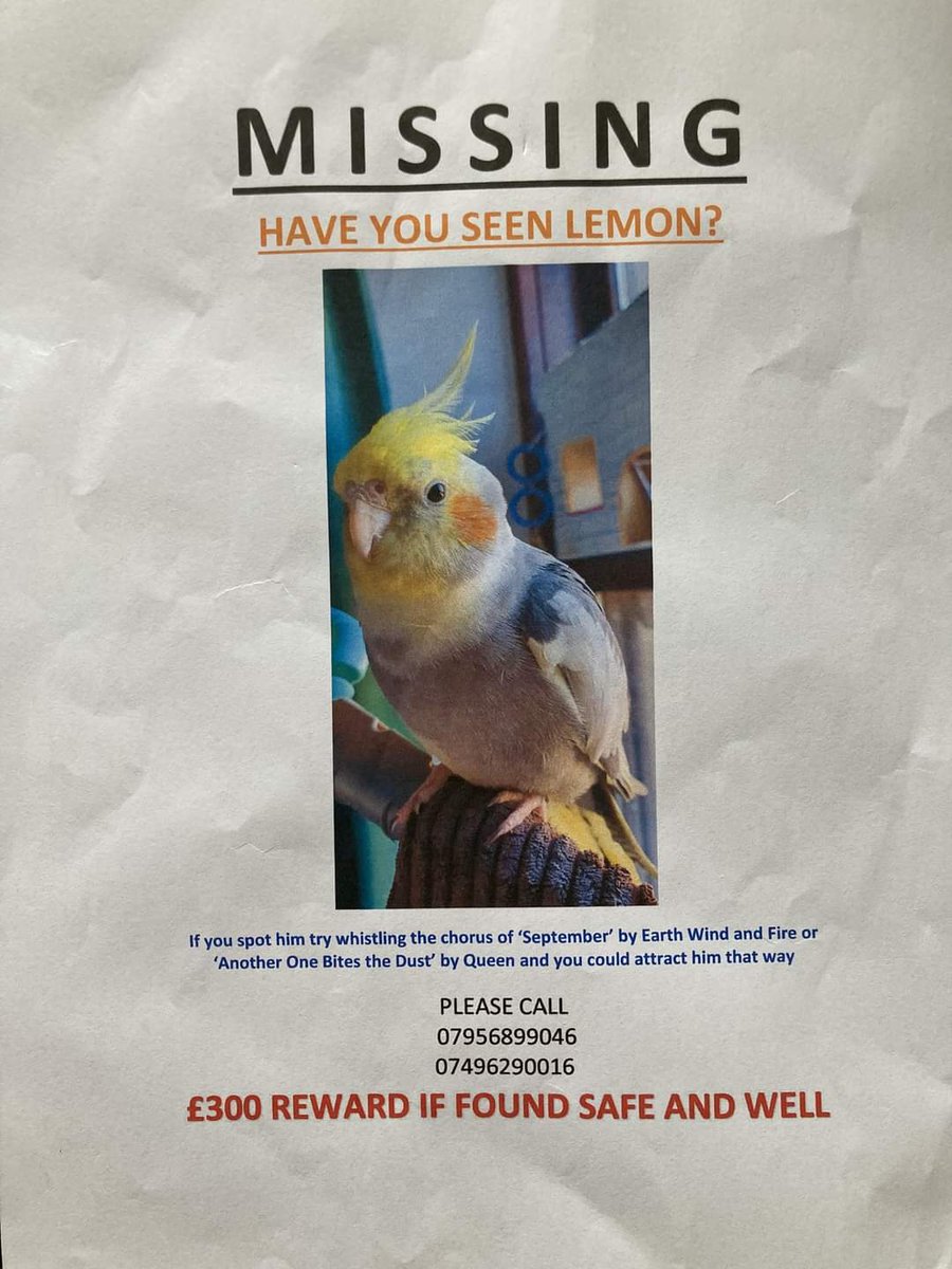 Can you help find this missing cockateil? Apparently he responds to whistling 'another one bites the dust' or September by Earth, Wind & Fire, clearly a 70's bird! #Glasgow #Southside #missingbird