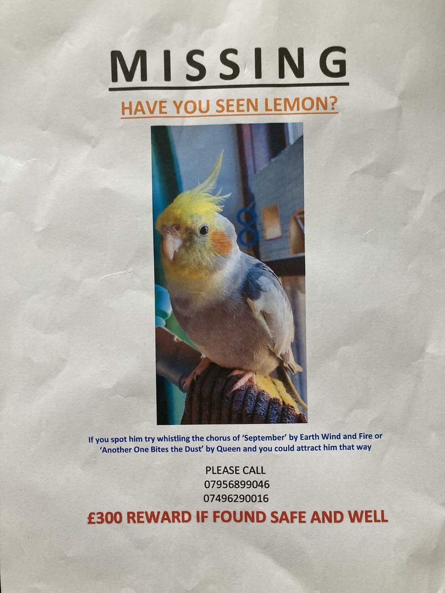 NewlandsParkG43's tweet photo. Can you help find this missing cockateil? Apparently he responds to whistling 'another one bites the dust' or September by Earth, Wind & Fire, clearly a 70's bird! #Glasgow #Southside #missingbird https://t.co/foeKtWgGYk