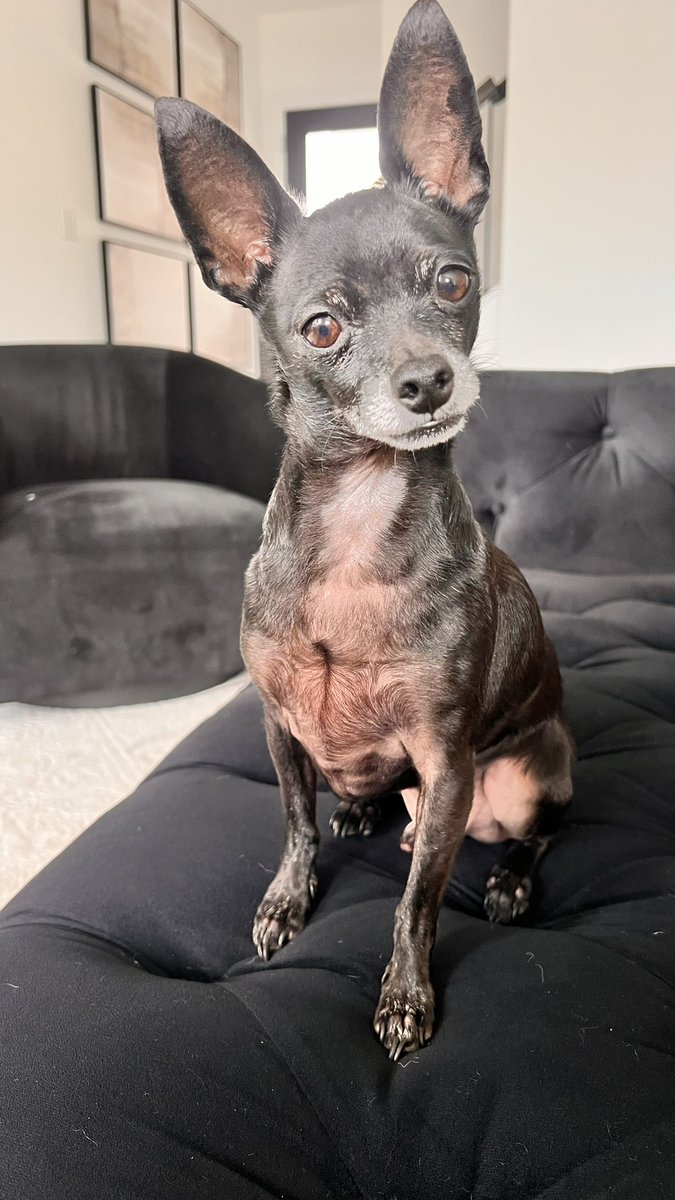 Happy National Doggie Day Spartacus 🖤