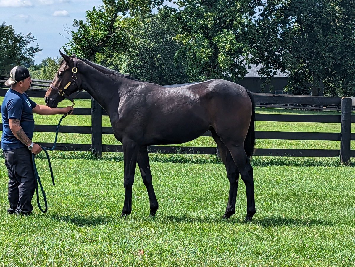 thepointstable's tweet image. Went to visit our filly BOLD PRAYER at Fernhill Stables @Dermo99. She’s growing up really nice. 

Bold Prayer is out of our mare, ON THE POINT, grandam of multiple graded stakes winner DEFINING PURPOSE. Bold Prayer’s sire PRAYER FOR RELIEF is standing @RStarStallions.