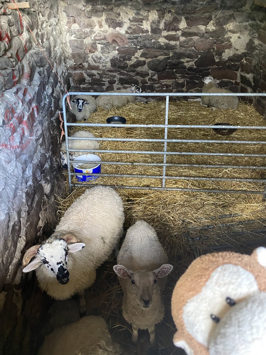 GpSmnky's tweet image. Today was an “easy day”. We watched a sheepdog demo, bottle fed lambs and hiked 4.4 miles along the Cliffs of #Moher