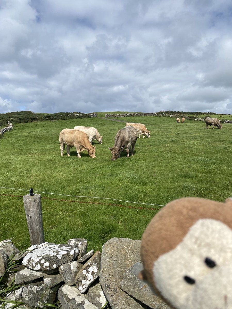 GpSmnky's tweet image. Today was an “easy day”. We watched a sheepdog demo, bottle fed lambs and hiked 4.4 miles along the Cliffs of #Moher