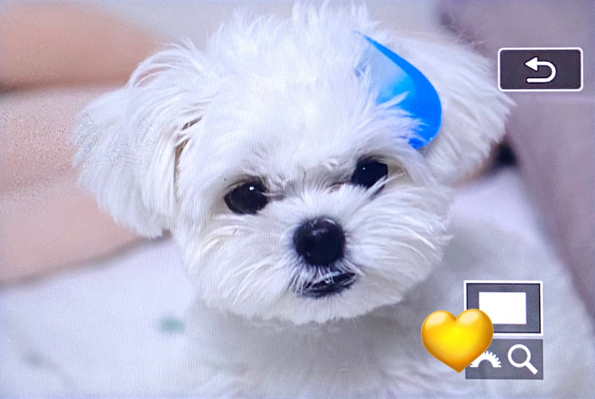 sukranghae's tweet photo. 230826 

땀석 &amp; 땀루 ..
요즘 강아띠들은 팬싸템 해주네요 ,,
(사실 우리집 강쥐 자랑하려고 올리는 트윗)

#CHOIHYUNSUK #TREASURE #최현석 https://t.co/D4uvNZyQBp