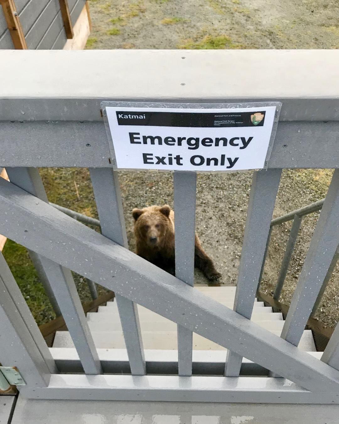 A bear sits at the bottom of stairs marked as an emergency exit at Katmai National Park & Preserve, Alaska.