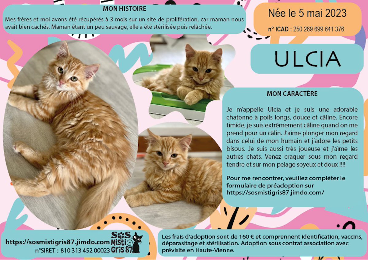SosMistigris87's tweet photo. D'autres beautés à l'adoption 🥰🥰🥰🥰
#chaton #adoptionchaton #limoges #hautevienne #protectionanimale 
https://t.co/IuHUNvUqO1 https://t.co/MAVc5VZOB0