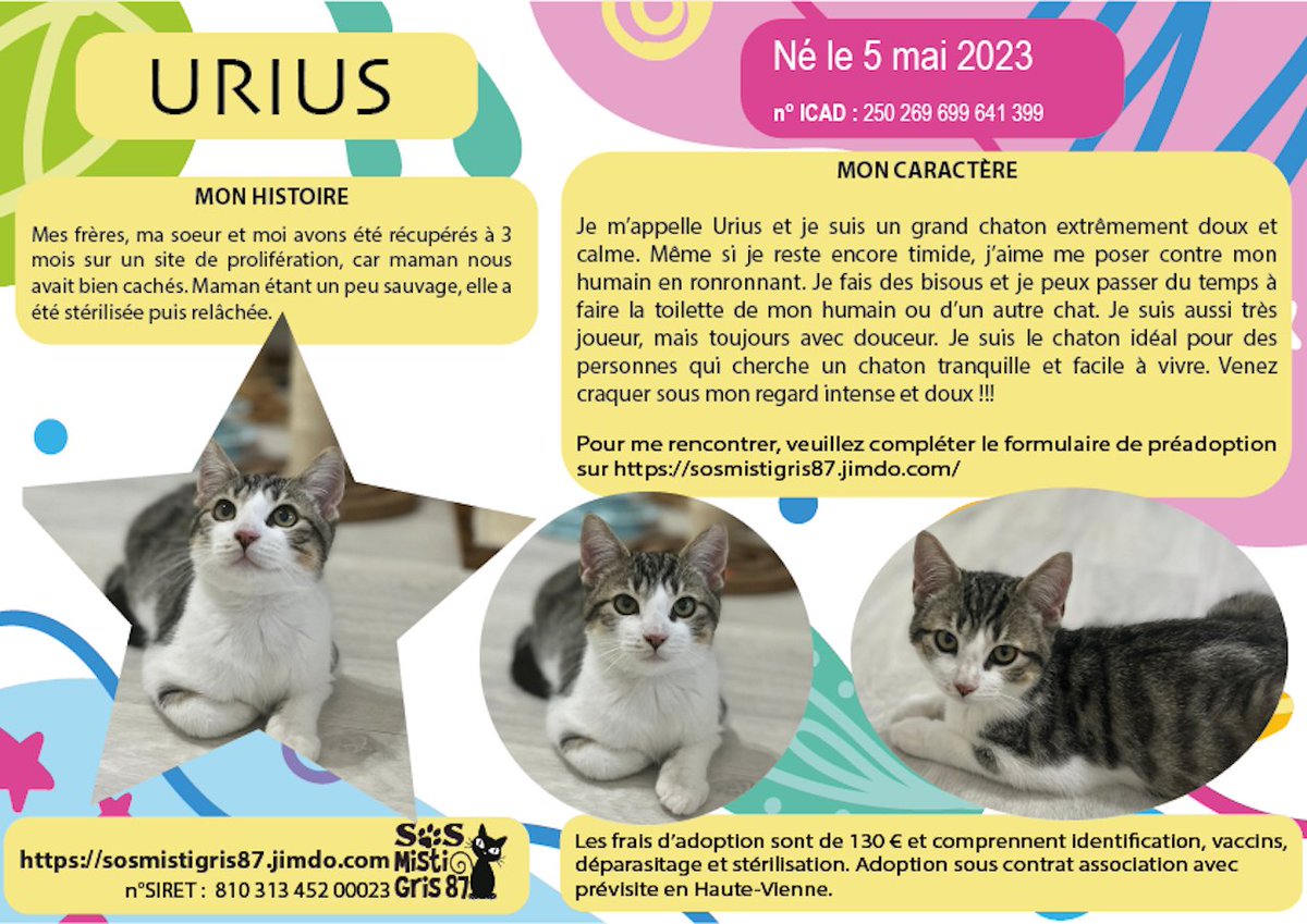 SosMistigris87's tweet photo. D'autres beautés à l'adoption 🥰🥰🥰🥰
#chaton #adoptionchaton #limoges #hautevienne #protectionanimale 
https://t.co/IuHUNvUqO1 https://t.co/MAVc5VZOB0