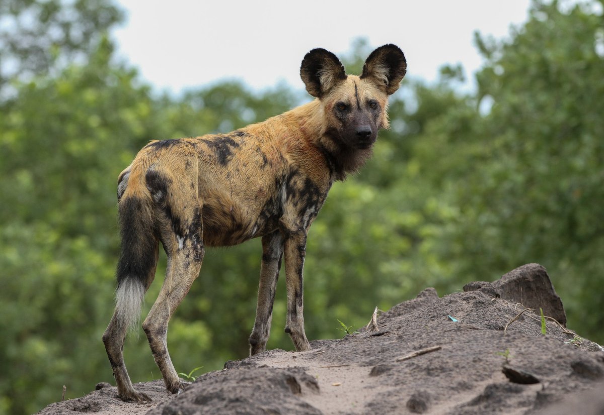 taxonomi_app's tweet photo. African Painted Dogs (Lycaon pictus) 'vote' to hunt with a sneeze!

Each coat pattern is also unique, like a fingerprint.

Happy #WorldAfricanPaintedDogDay! 

📷: Derek Keats [CC BY 2.0] https://t.co/hVvTGzgykP
