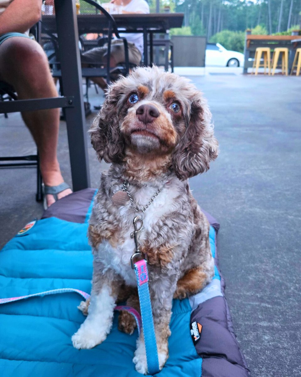 SouthernBarrel's tweet photo. Happy #nationaldogday! Treat your dog to a meal from our signature dog menu (all meals now served on complimentary frisbees)!🐕 We pride ourselves on having a dog-friendly patio with plenty of seating and water bowls available for our furry family members!

Karaoke TONIGHT, 9-12! https://t.co/nLvUz1WLBa
