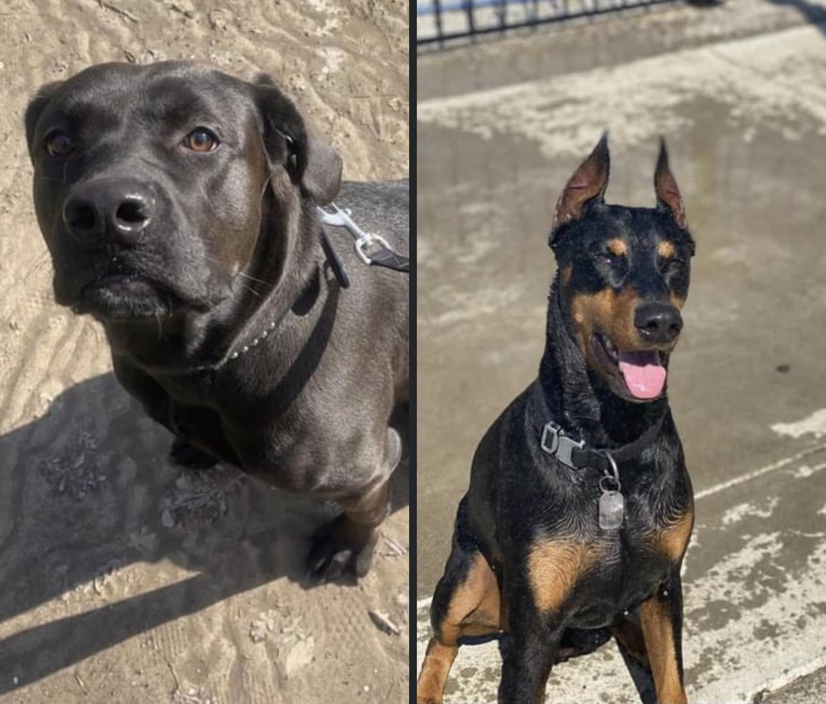 MzzMizery's tweet photo. Happy #InternationalDogDay to our lil dinglefarts: Elvira & Judas. 🖤 🐾 #Elvira #JudasPriest #DogsofTwittter #DobermanPinscher #Doberman #CaneCorso #LabradorRetriever #LabradorCorso https://t.co/aPhhaHK35J