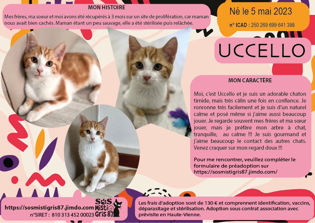 SosMistigris87's tweet photo. D'autres beautés à l'adoption 🥰🥰🥰🥰
#chaton #adoptionchaton #limoges #hautevienne #protectionanimale 
https://t.co/IuHUNvUqO1 https://t.co/MAVc5VZOB0