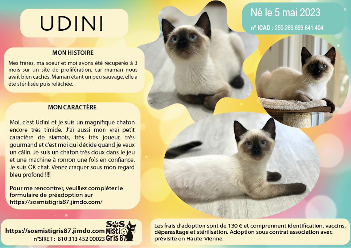 SosMistigris87's tweet photo. D'autres beautés à l'adoption 🥰🥰🥰🥰
#chaton #adoptionchaton #limoges #hautevienne #protectionanimale 
https://t.co/IuHUNvUqO1 https://t.co/MAVc5VZOB0