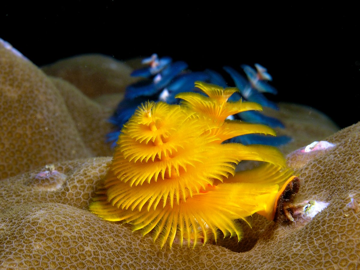 biocuriousdata's tweet photo. Often mistaken for mollusks due to their shells, serpulids are marine annelids (similar to earthworms) known as christmas tree worms. These beautiful colors serve several purposes such as camouflage, attracting food and reproduction
#annelida #serpulidae #nature #biodiversity https://t.co/RbojgMYQHT