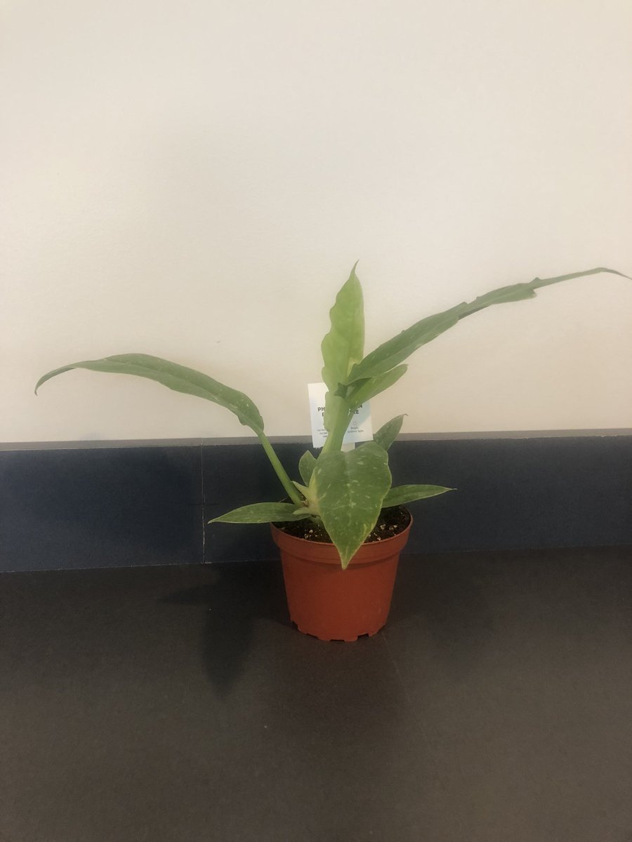 Double_M21's tweet photo. Got a plant for the new shared office space at work. I shall call them Planty. https://t.co/Vd8wrd4PR4