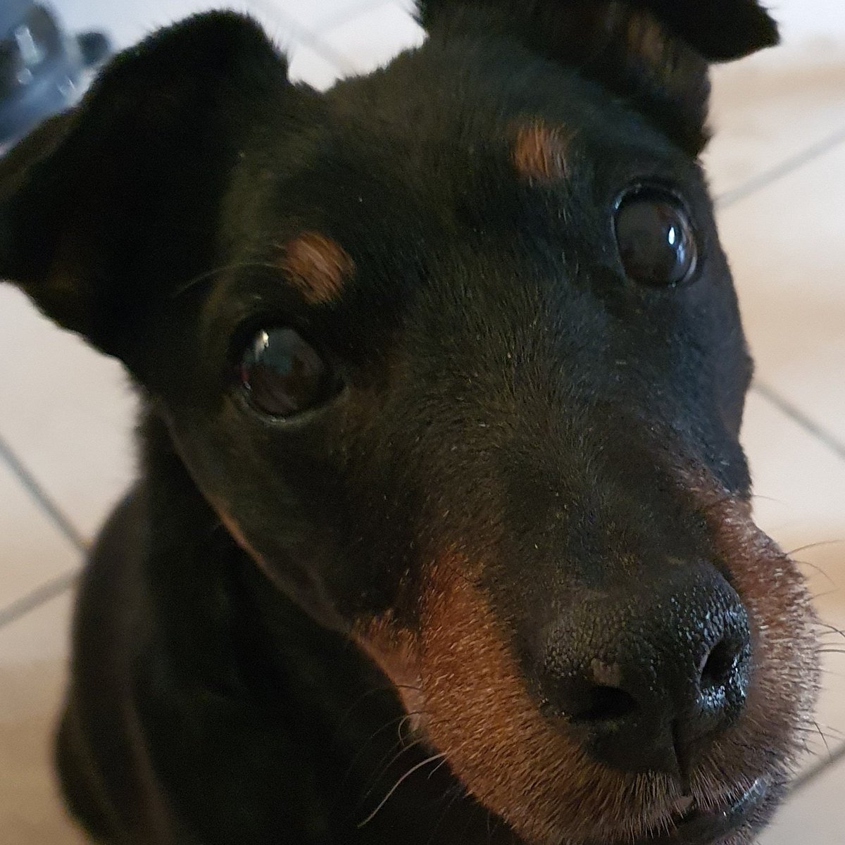 Joseph Falanga (@josephfala60080) on Twitter photo 