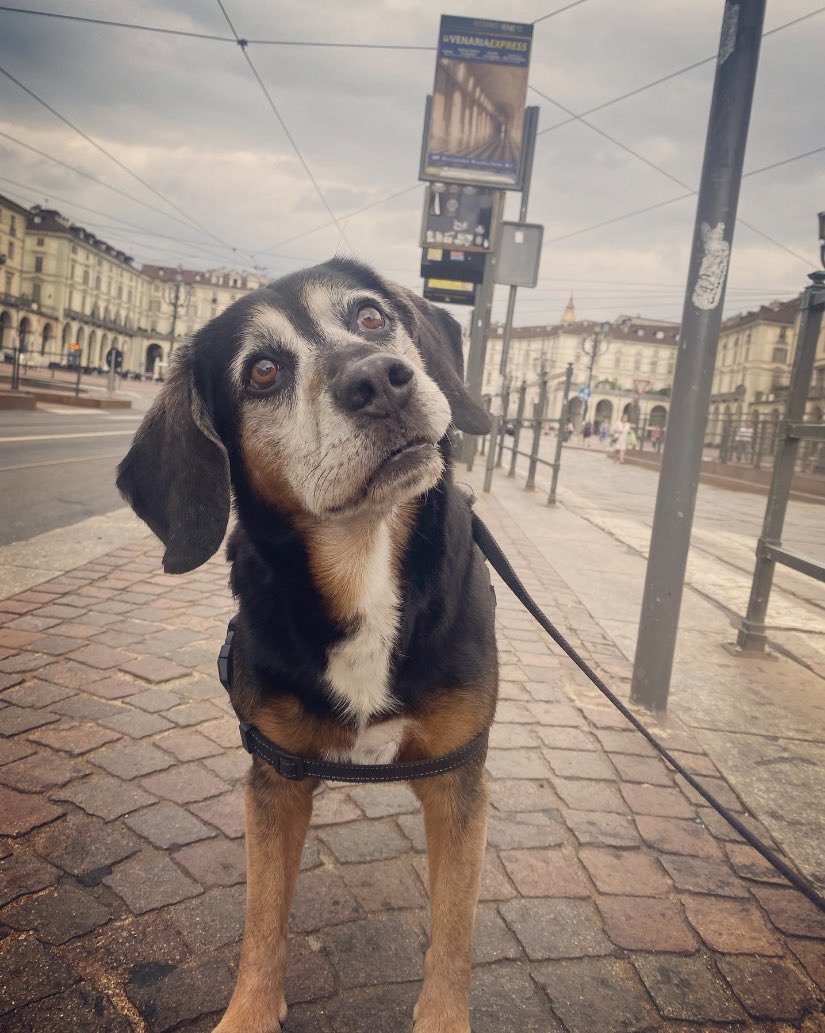 #giornatainternazionaledelcane 
Martino il cane birichino ♥️