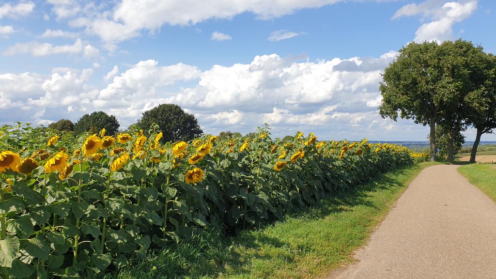 Pinkledie's tweet photo. #Colmont @magnifiekZL 1🌻🌻🌻🌻🌻🌻🌻🌻🌻🌞🌞🌞🌞🌞🌞 https://t.co/HTvt6Xx94y