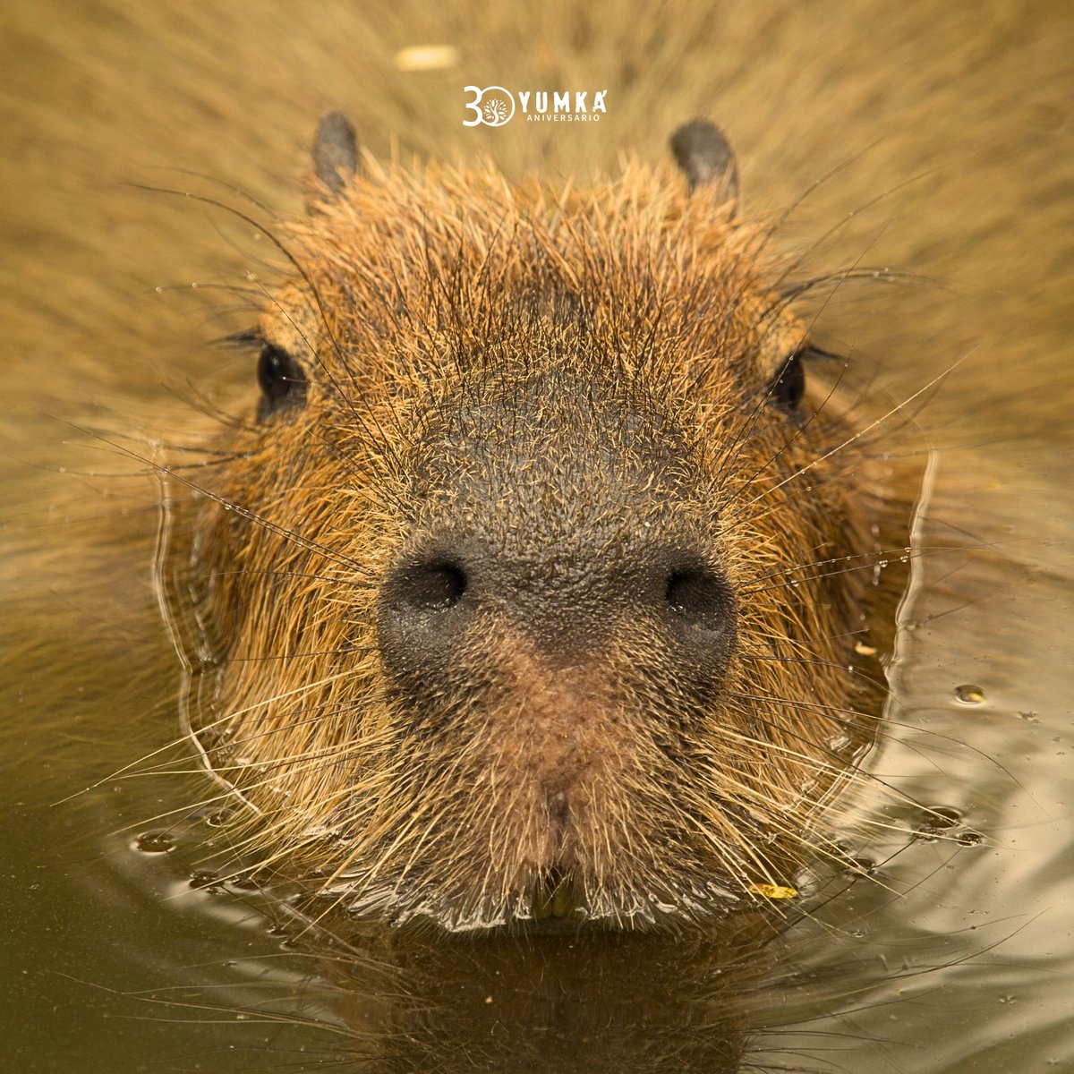 ¡Pero qué hermoso! 😍 Los capibaras son considerados como los animales más amistosos del mundo. Estos tiernos ejemplares son herbívoros.