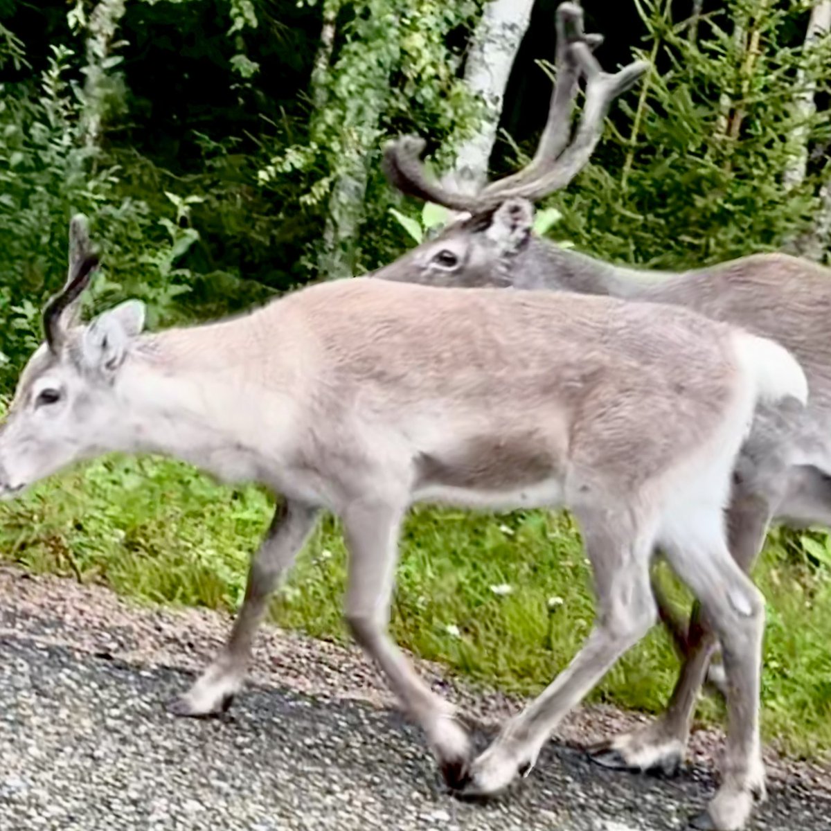 jonasbjork's tweet photo. Mötte jultomten på vägen #vemdalen https://t.co/nzhrvZhYWl
