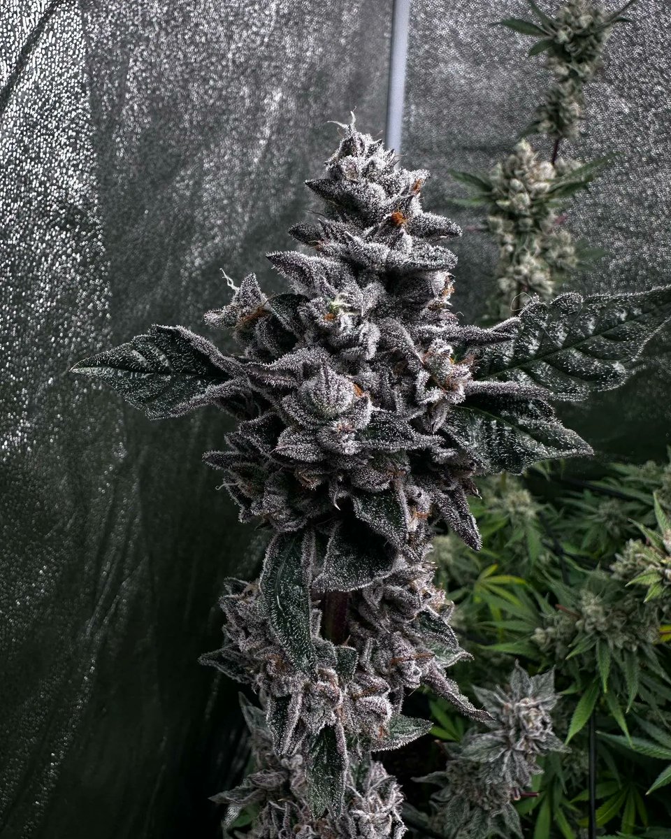 📸 Kiwis Time Machine
🌱 ig: <a href="/shaolinwells/">SHAOLIN WELLS</a>
🧬 <a href="/ghgenetics/">Greenhand Genetics</a> 
#weed