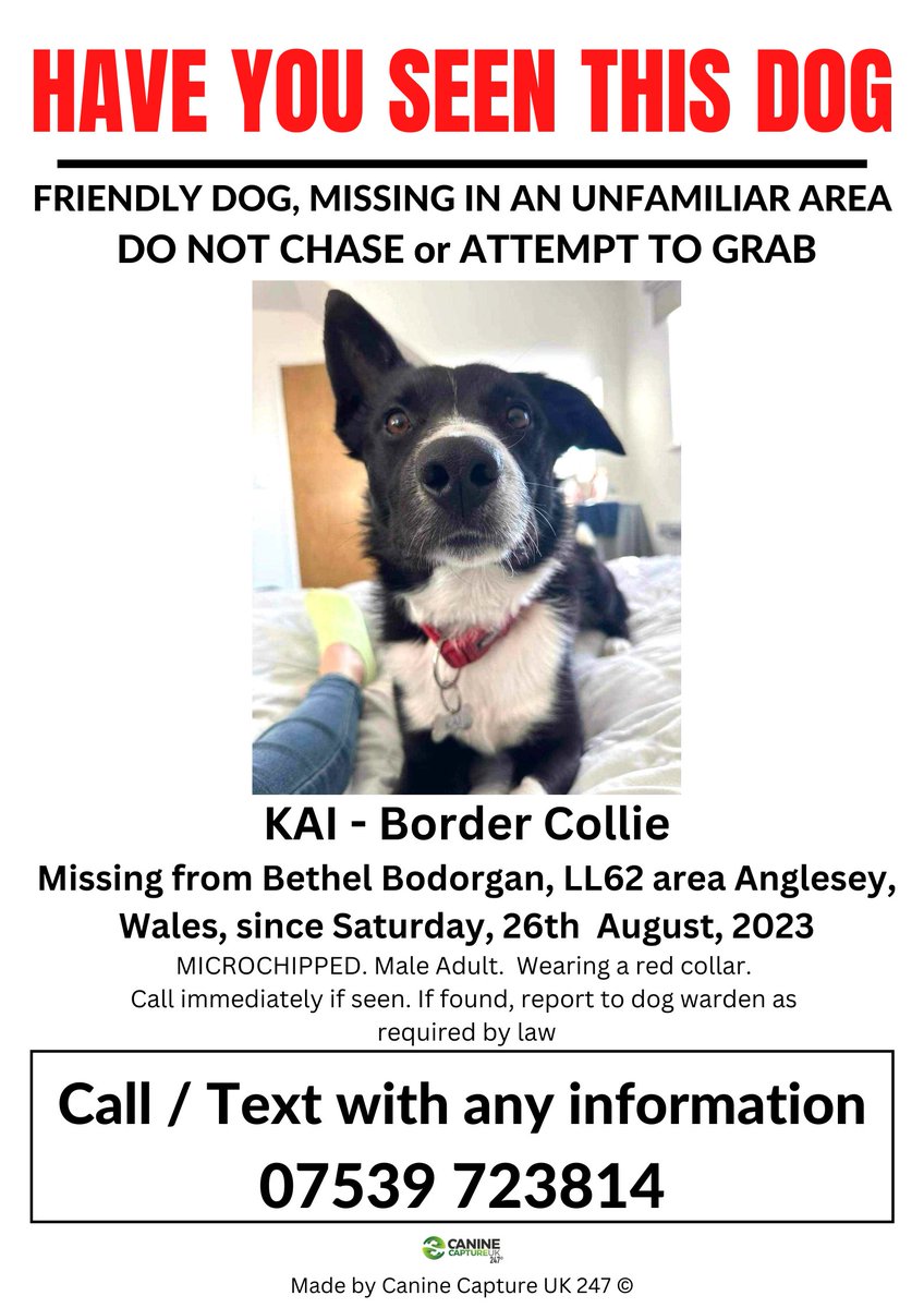uk_canine's tweet photo. SIGHTINGS NEEDED - MISSING IN AN UNFAMILIAR AREA - DO NOT CHASE OR ATTEMPT TO GRAB - IF SEEN PLEASE RING NUMBER ON POSTER  
#KAI IS #MISSING FROM #BETHEL  #BODORGAN, #LL62 AREA, #ANGLESEY, WALES, SINCE SATURDAY 26TH AUGUST, 2023 

https://t.co/jZkPhAHhAS https://t.co/UeeuGWep6c