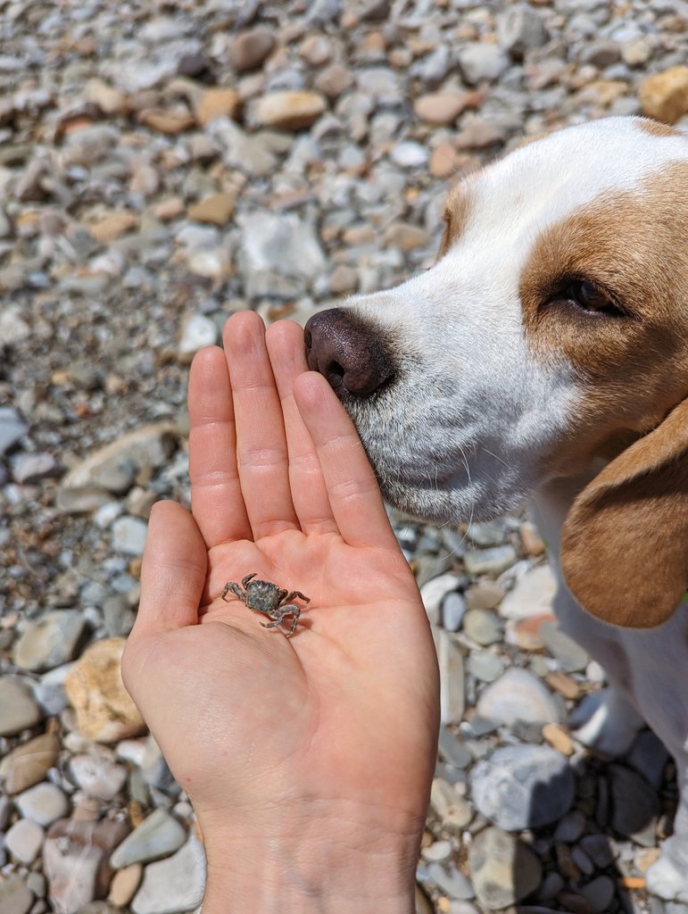 chimp_bricks's tweet photo. @madebygoogle 🦀🐶 https://t.co/rE9WEM6ZPI