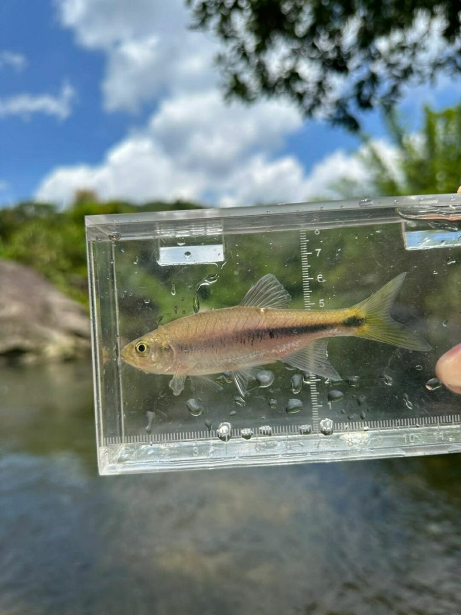 The little fish also longs for freedom, let him be released