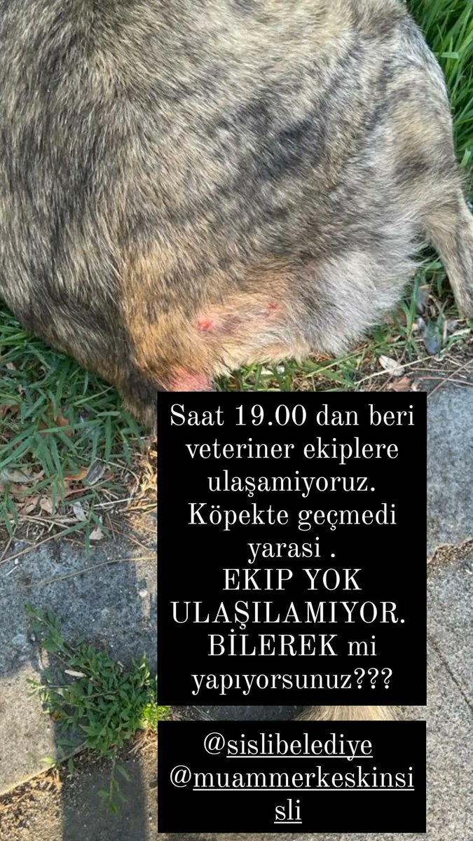 Saat 19.00'dan beri ekip telefonlarına Şişli Belediyesi veteriner ulaşmaya çalışıyoruz telefonları açmıyorlar ilk komşu masayı aradığımızda hat düşmemişti sonra komşu masaya da açtım kayıt bilerek mi yapıyorsunuz ? <a href="/muammerkeskin75/">Muammer Keskin</a>
<a href="/sislibelediyesi/">Şişli Belediyesi</a> <a href="/ahmetaliyagci/">AHMET ALi YAĞCI</a>